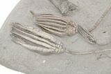 Fossil Crinoid Plate (Three Species) - Crawfordsville, Indiana #197523-2